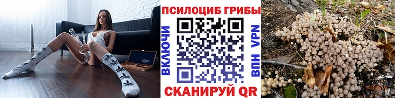 Купить где  Чернушка  Псилоцибиновые грибы мицелий 
